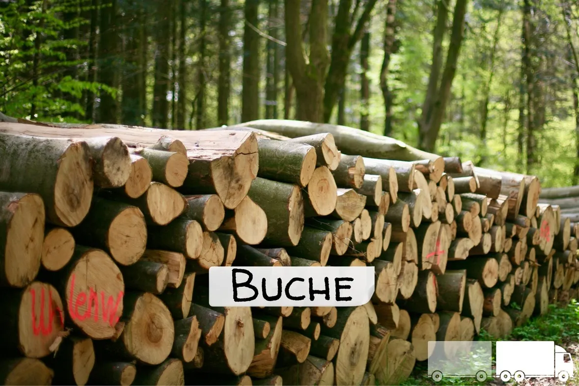 Buchen-Stammholz – LKW-Ladung | ganz oder halb