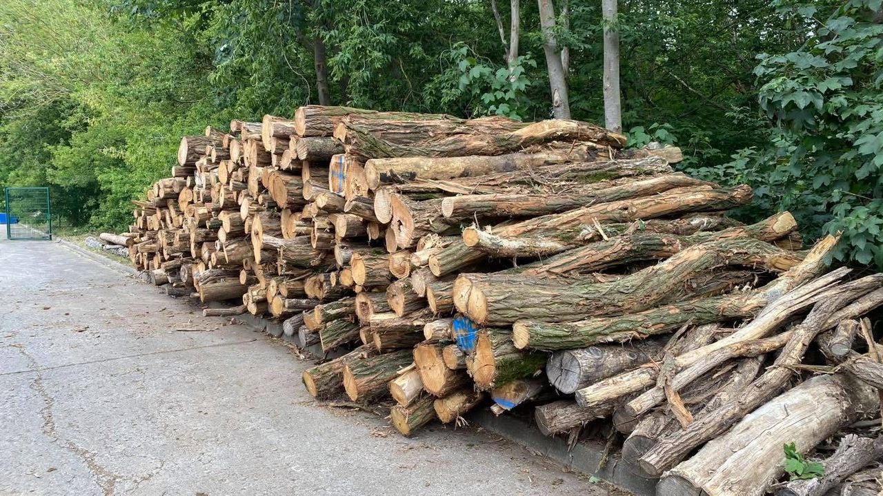 Waldkiefer-Stammholz PEFC – 3 bis 10 m | Sägequalität